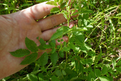 Rosa × medioccidentis