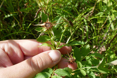 Rosa × medioccidentis