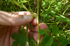 Rosa × medioccidentis