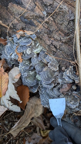 Trametes versicolor