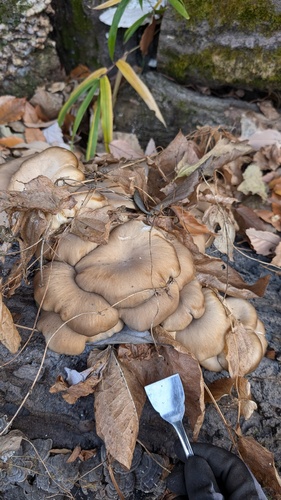 Pleurotus ostreatus