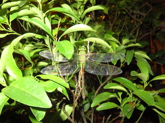 Anax parthenope julius