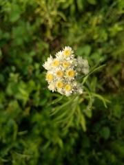 Pseudognaphalium viscosum