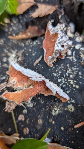 Merulius tremellosus