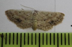 Scopula aemulata