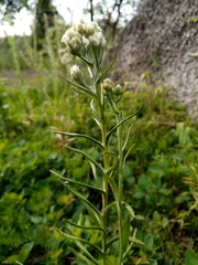 Pseudognaphalium viscosum