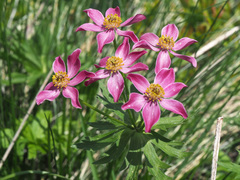 Anemonastrum fasciculatum