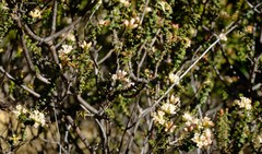 Macrostylis squarrosa