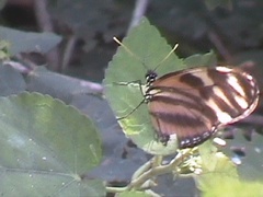 Eueides isabella eva