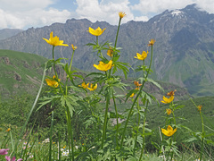 Trollius ranunculinus