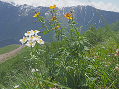 Trollius ranunculinus