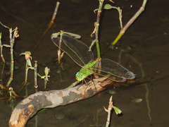Anax parthenope julius