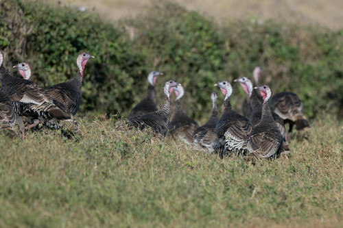 Wild Turkey photographed in Hawaii