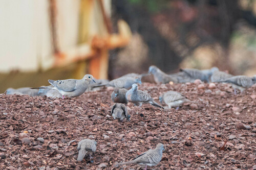 Mourning Dove photographed in Hawaii