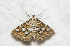 Elophila ekthlipsis