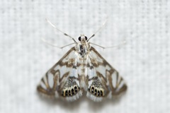 Neocataclysta magnificalis