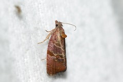 Evora hemidesma