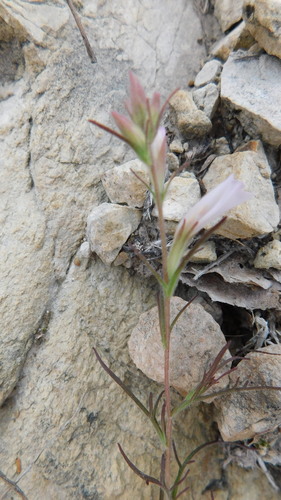 Castilleja beldingii (Castilleja beldingii)