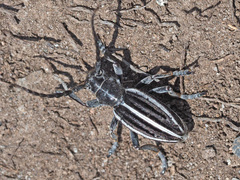 Dorcadion striolatum