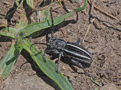 Dorcadion striolatum