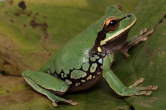 Blue-Spotted Mexican Treefrog photo 4