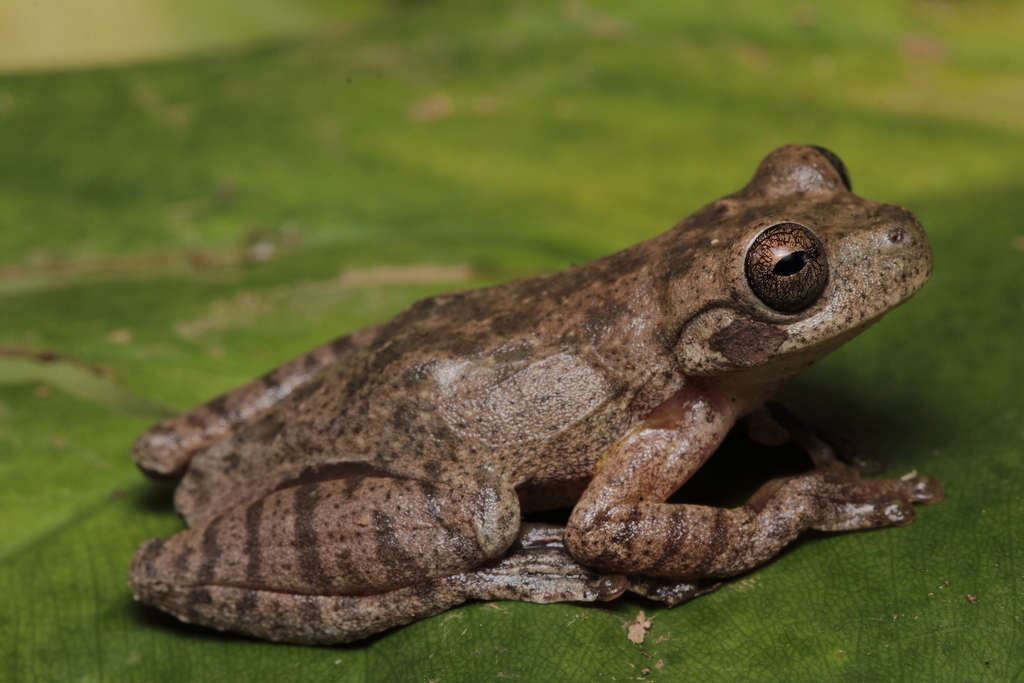 Variegated Treefrog