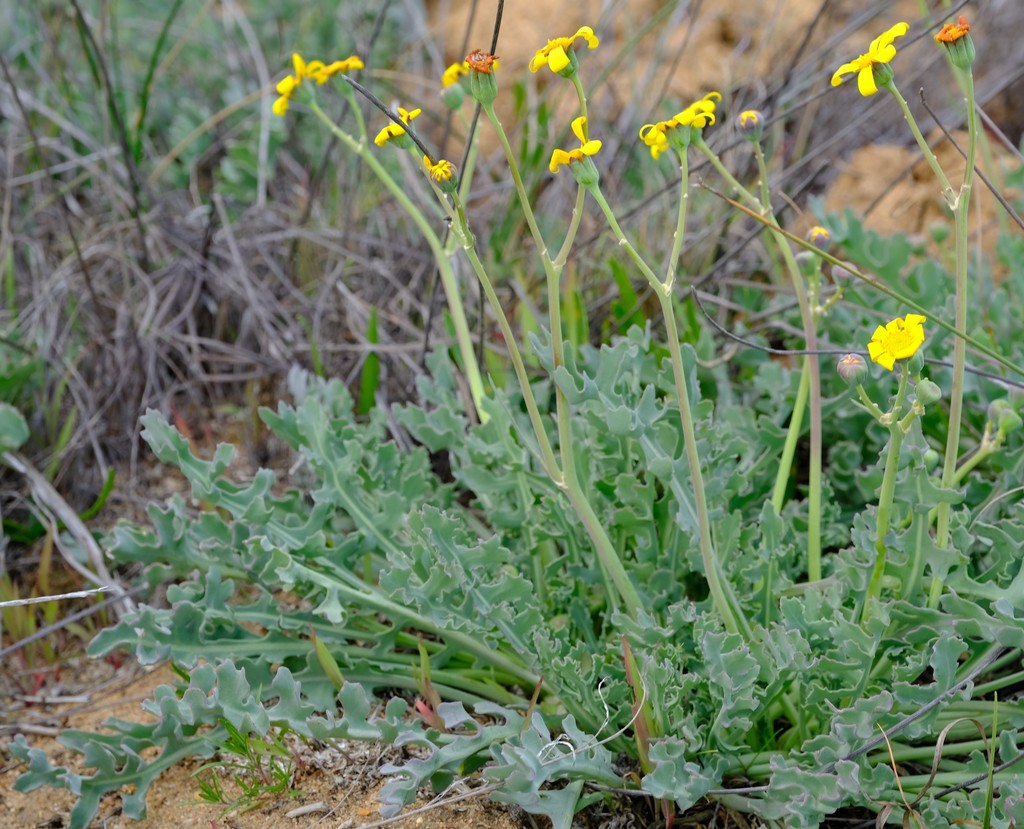 Fatlobe Babooncabbage