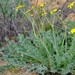 Fatlobe Babooncabbage - Photo (c) Nick Helme, some rights reserved (CC BY-SA), uploaded by Nick Helme