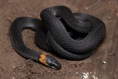 Ringneck Coffee Snake photo 3