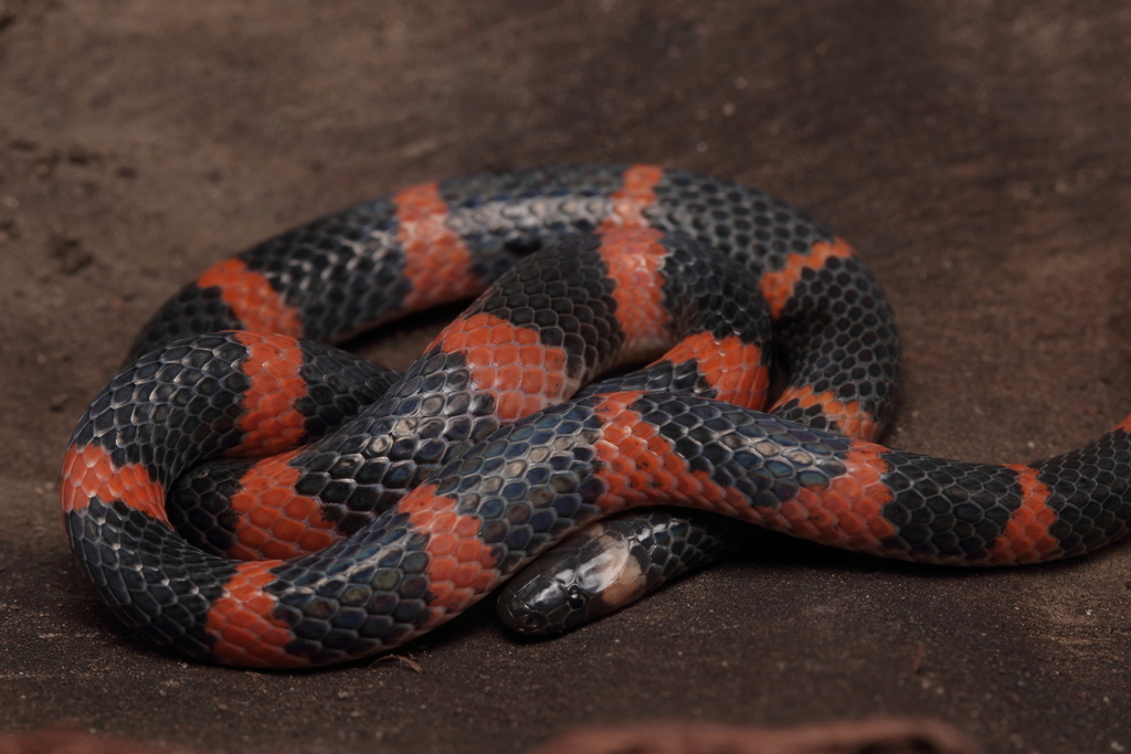 Coral Earth Snake