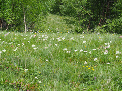 Anemonastrum fasciculatum