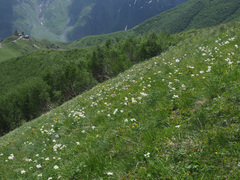 Anemonastrum fasciculatum