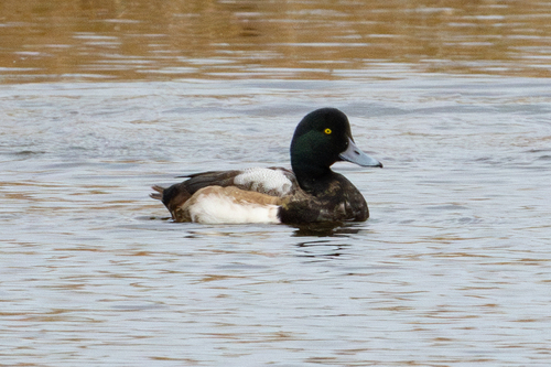 Porrón bastardo (Aythya marila)