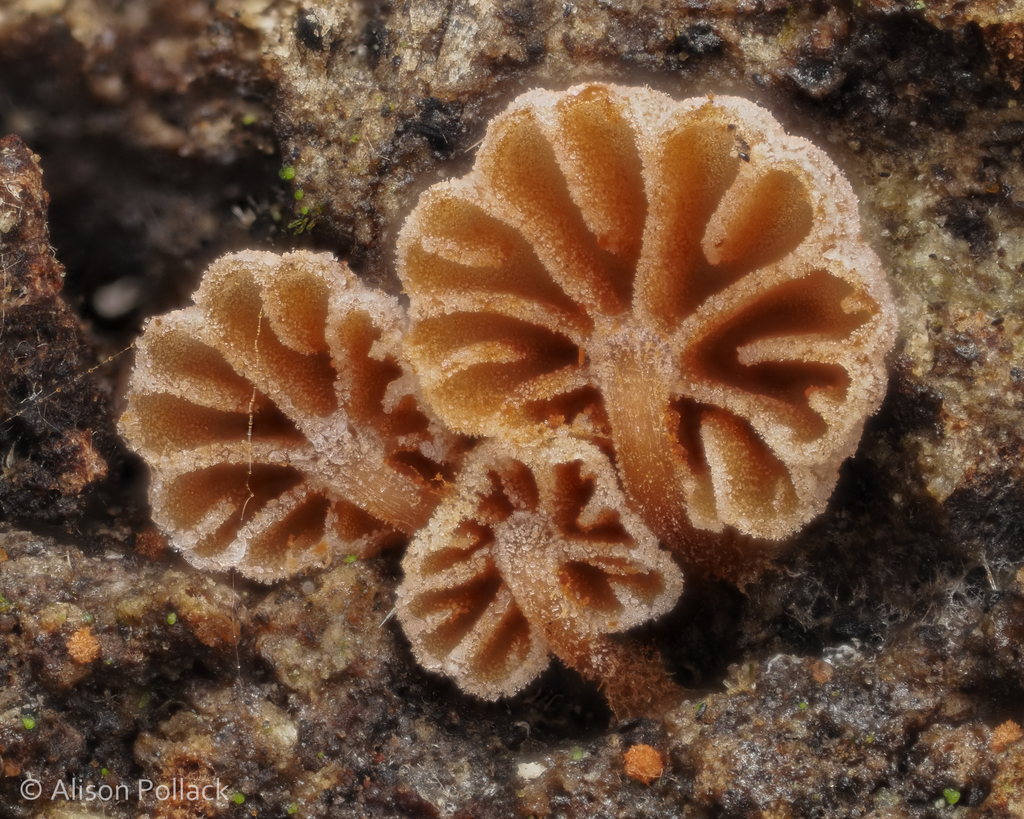 Phaeomarasmius rimulincola