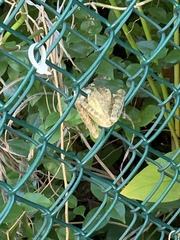 Osteopilus septentrionalis