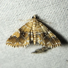 Elophila nebulosalis