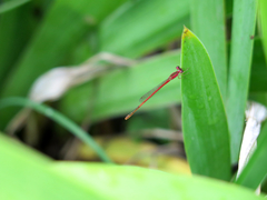 Agriocnemis femina oryzae