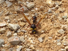 Delta unguiculatum
