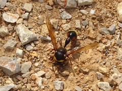 Delta unguiculatum