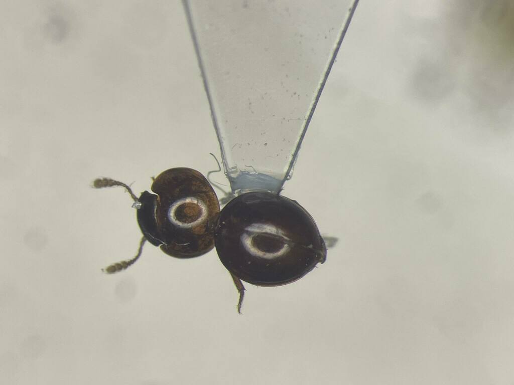 Agathidium rubellum
