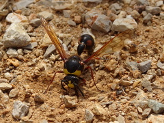 Delta unguiculatum