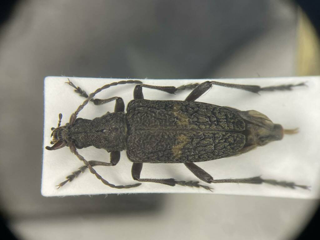 Sachalinobia rugipennis