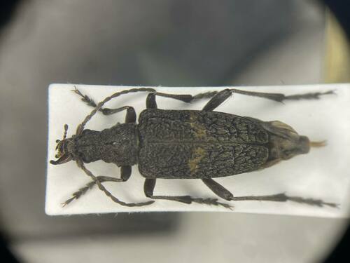 Sachalinobia rugipennis