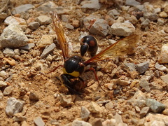 Delta unguiculatum