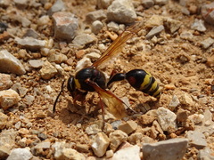 Delta unguiculatum