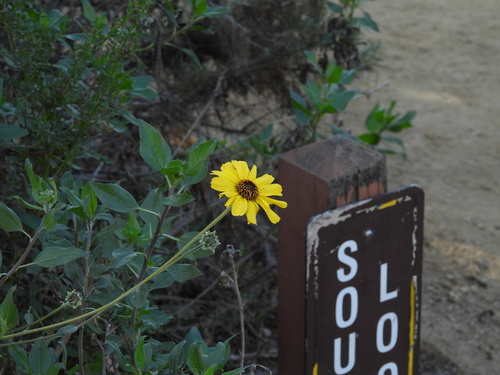 iNaturalist observation photo of California brittlebush