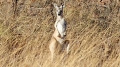Osphranter antilopinus