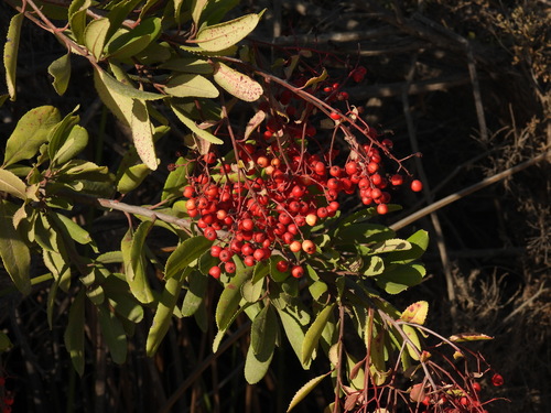 iNaturalist observation photo of Toyon
