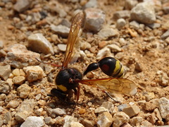 Delta unguiculatum