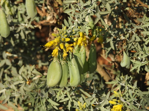 iNaturalist observation photo of Bladderpod